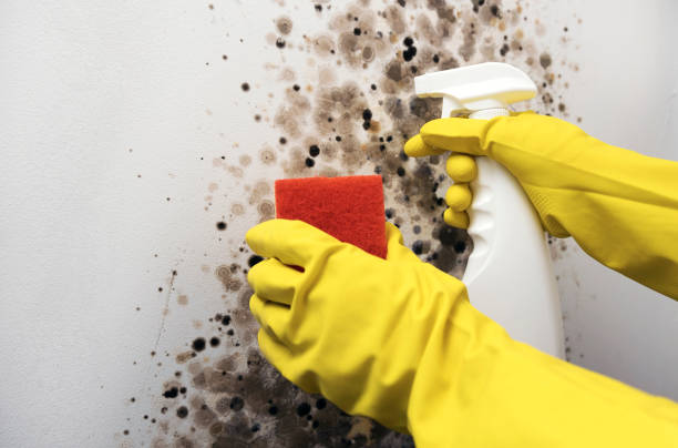 Best Office Mold Removal Services  in Union City, IN