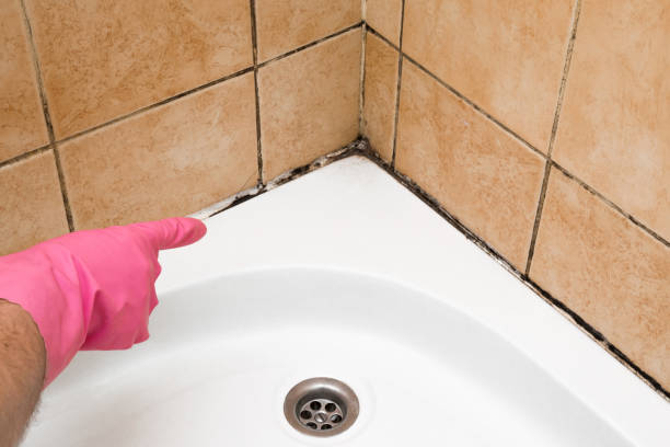 Best Local Mold Removal Service  in Union City, IN